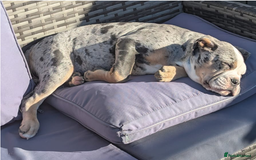 Old Tyme Bulldog dogs for sale: Winnie  - Image 5