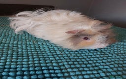 Guinea Pig rodents for sale: Lunkarya male guineapig - Image 3