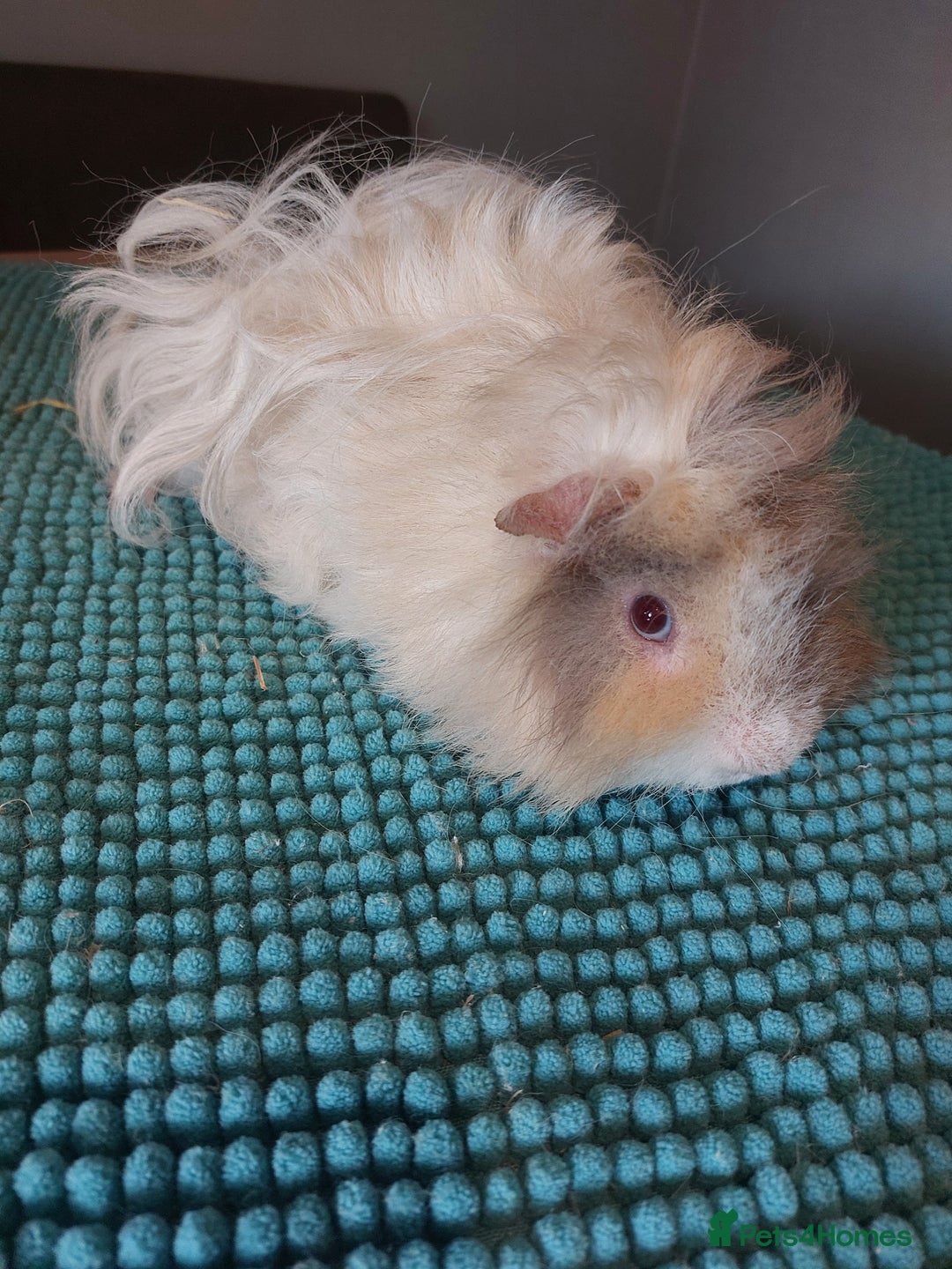 Guinea Pig rodents for sale: Lunkarya male guineapig - Image 3