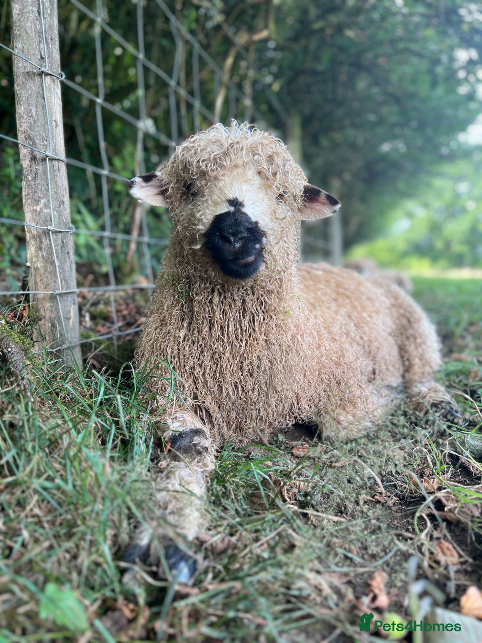 Sheep livestock Silvernose sheep  - Advert 1