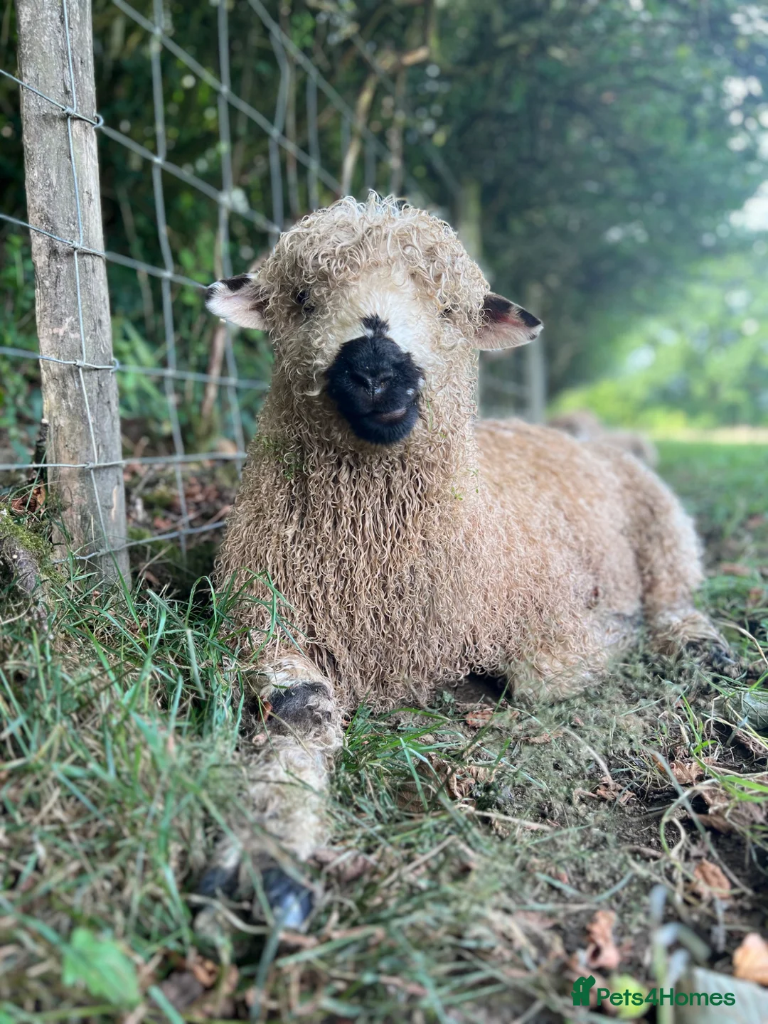 Sheep livestock for sale: Silvernose sheep  in Llandeilo - Advert 1
