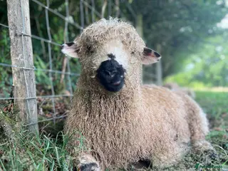 Sheep livestock for sale: Silvernose sheep - Advert 2