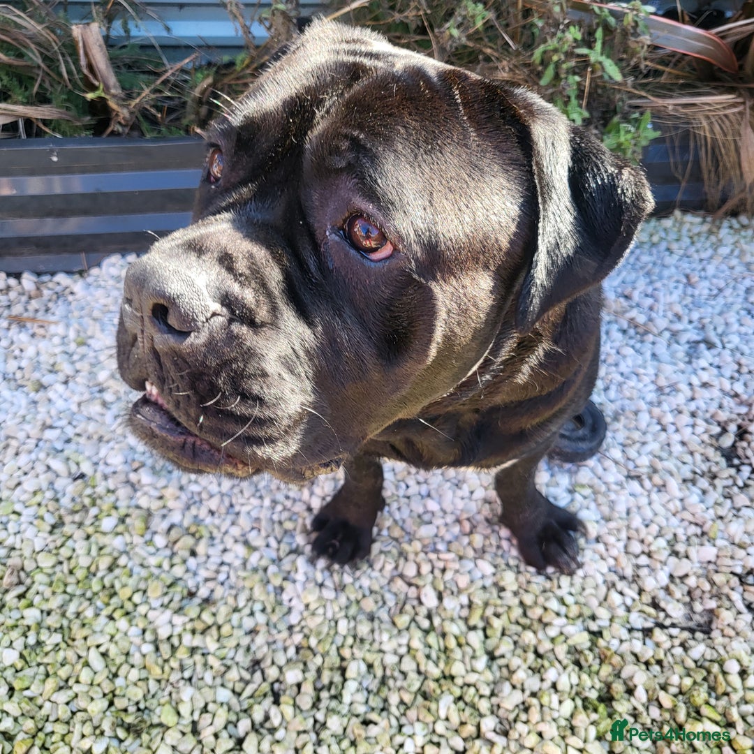 Cane Corso dogs for sale: 23 month Cane Corso - Image 4