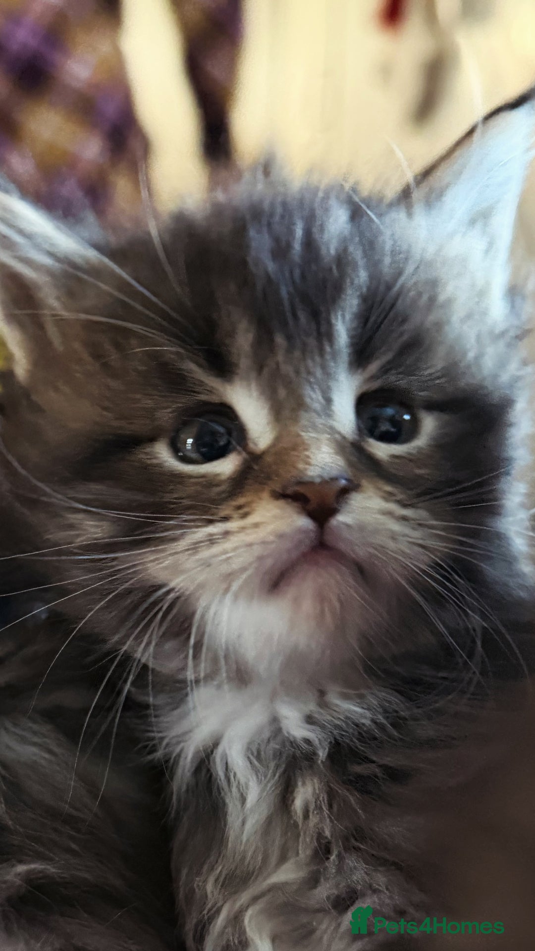 Maine Coon cats for sale: Little Maine coon babies - Advert 3