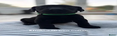 Labrador Retriever 9