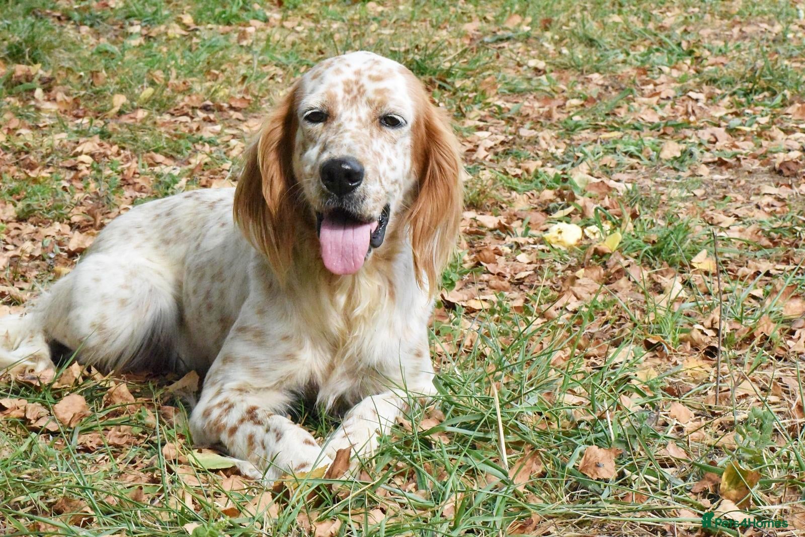 English Setter dogs Zur   - Advert 1