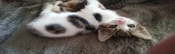 Mixed Breed cats for sale: Beautiful friendly kittens  - Advert 1