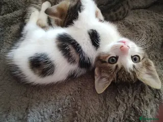 Mixed Breed cats Beautiful friendly kittens - Advert 7