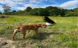 Rhodesian Ridgeback dogs for sale: Rocco and Roman  - Image 4