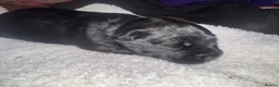 Scottish Terrier dogs for sale: Scottish Terrier Pups Available in Middlesbrough - Advert 13