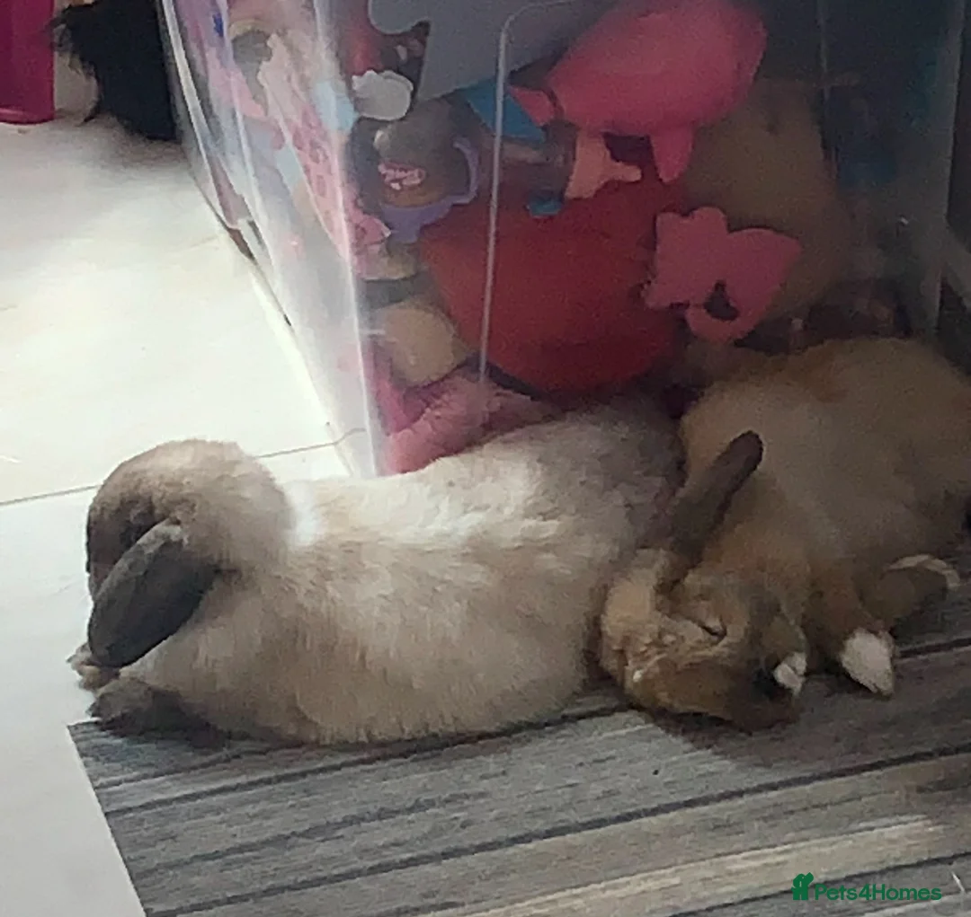 Mini Lop rabbits for sale: 2 beautiful bunny for FREE looking for new home  in London - Advert 5