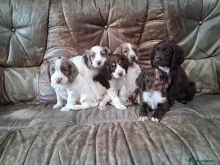 Cocker Spaniel dogs Cocker spaniel puppies - Advert 6