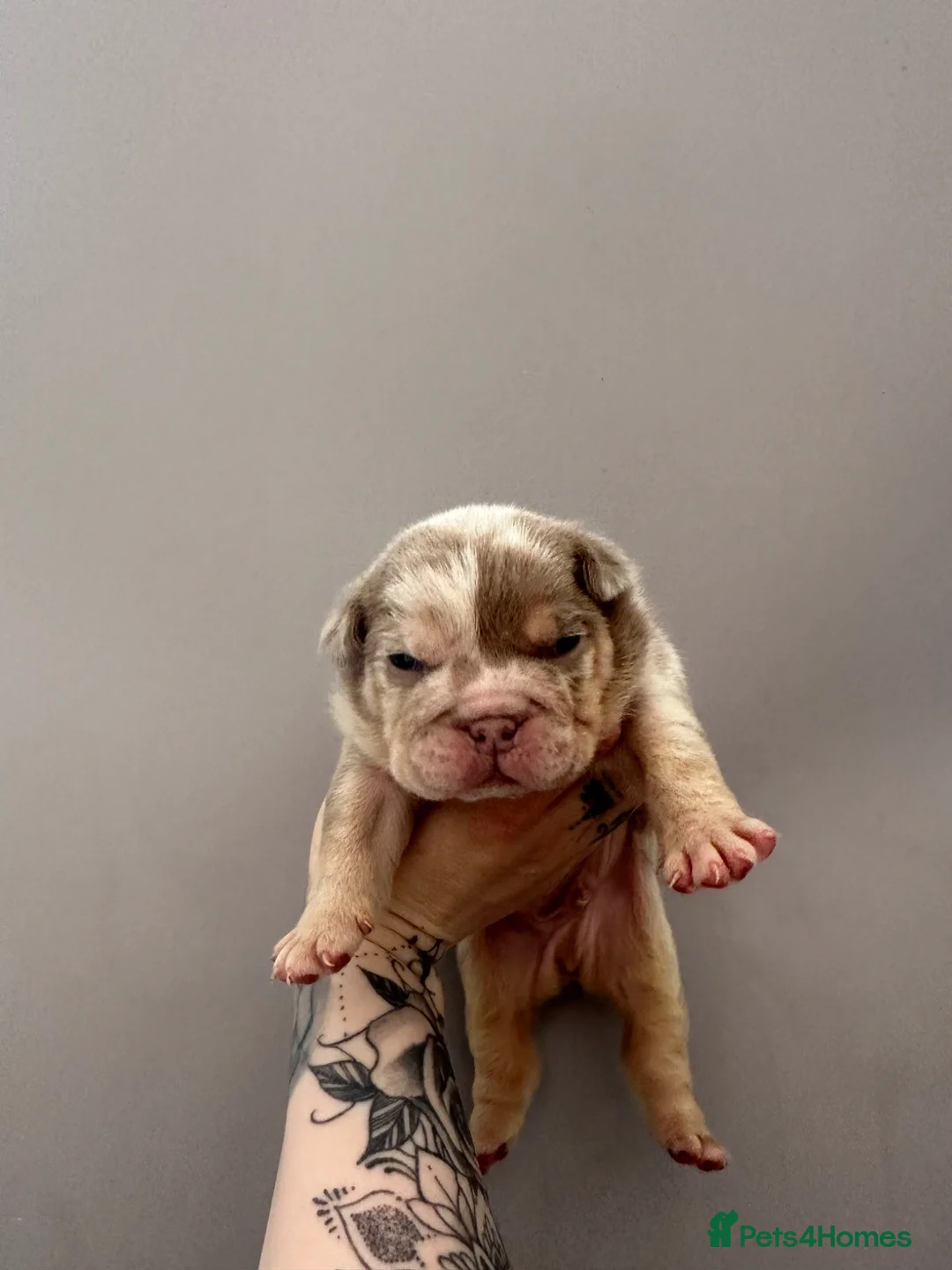 English Bulldog dogs for sale: English bulldogs (payment plan to selected buyers) - Advert 1