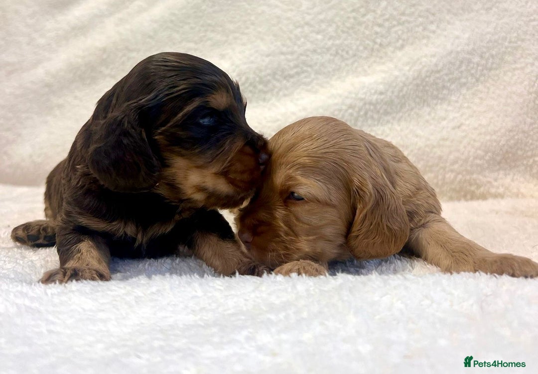 Cocker Spaniel dogs for sale: Show cockers champion bloodlines. simbawood lines. - Image 12