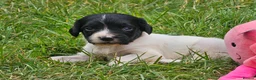 English Springer Spaniel dogs for sale: English Springer Spanel (KC Reg, Vet tail dock)  - Advert 8