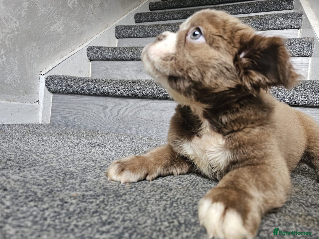 Olde English Bulldogge dogs for sale: Olde English bulldog pups - Advert 6