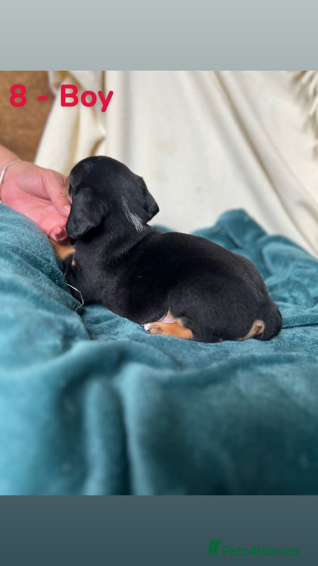 Mixed Breed dogs for sale: Old Tyme English Bulldog x Sproodle Puppies - Image 13