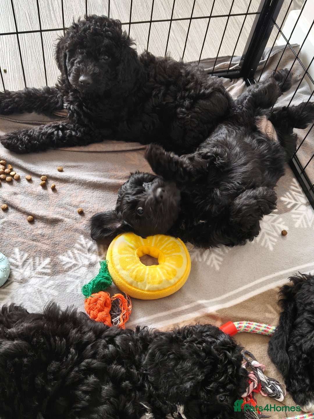 Cockapoo dogs for sale: F1b Cockapoo Puppies Last 3 Available – Ready Now. - Advert 27