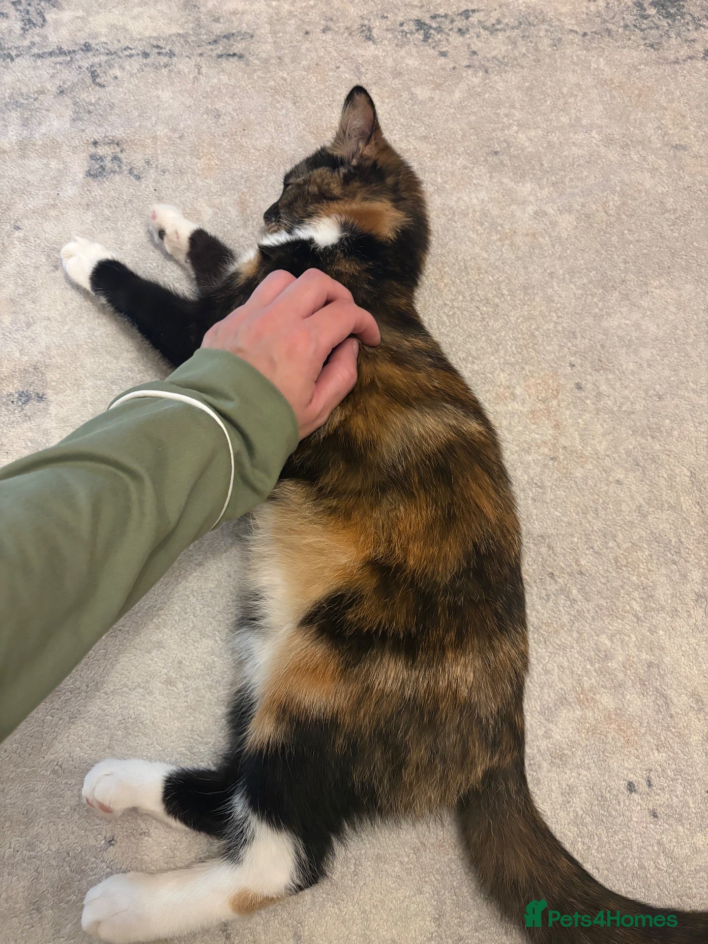 Mixed Breed cats 17 week old female kitten - Advert 1