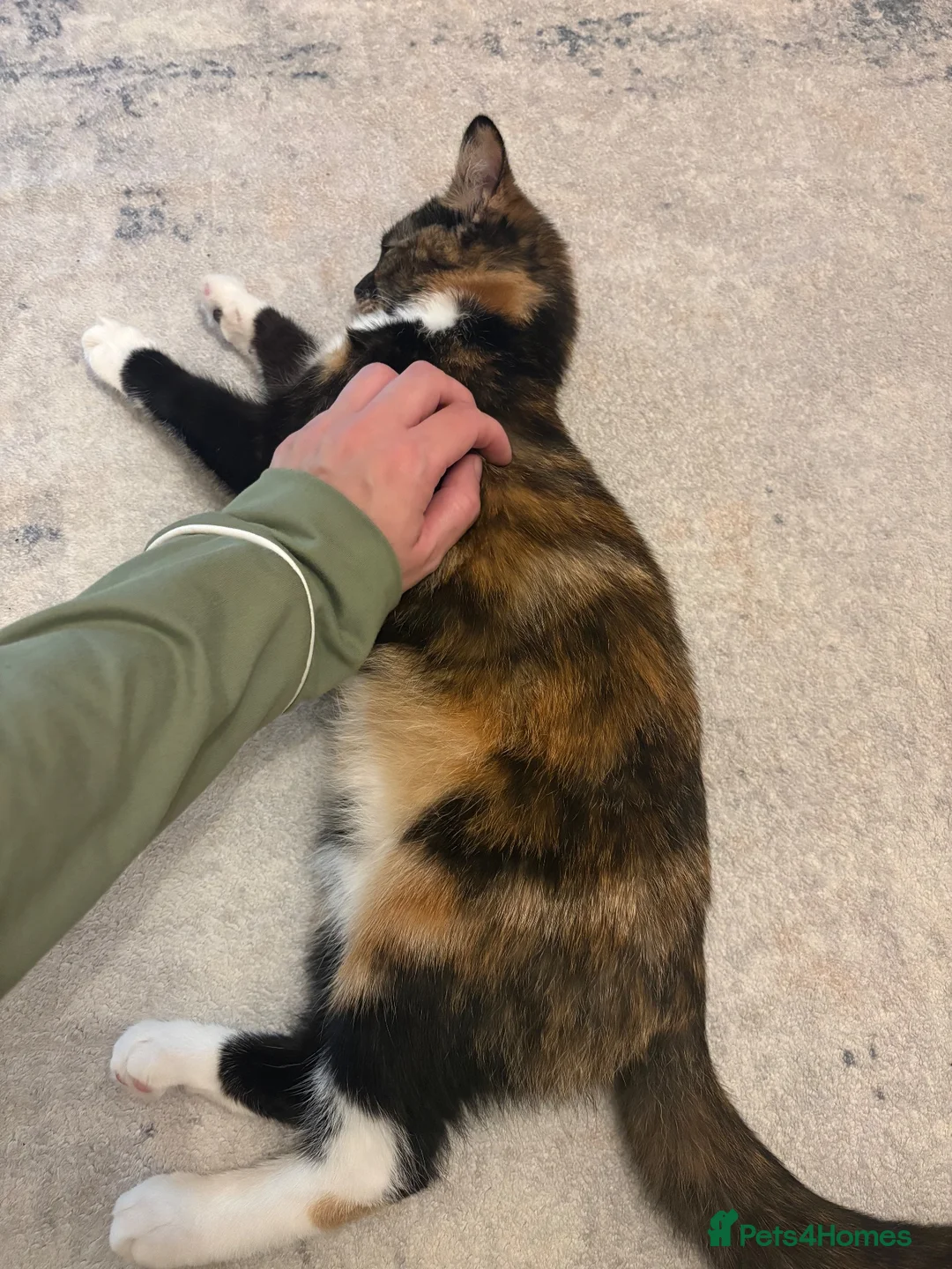 Mixed Breed cats for sale: 17 week old female kitten - Advert 1