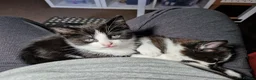 Mixed Breed cats for sale: Noodle the boy cat  - Advert 11