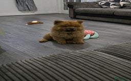 Chow Chow dogs for sale: QUALITY KC CHOWCHOW PUPPIES  in Wolverhampton - Image 12