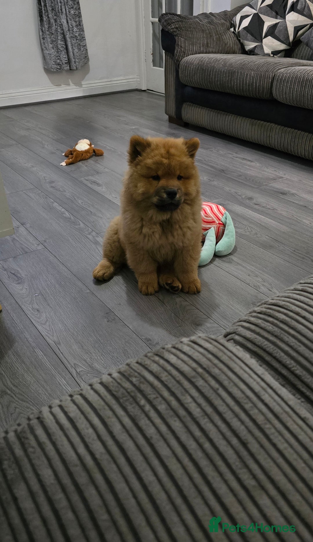 Chow Chow dogs for sale: QUALITY KC CHOWCHOW PUPPIES  in Wolverhampton - Image 12