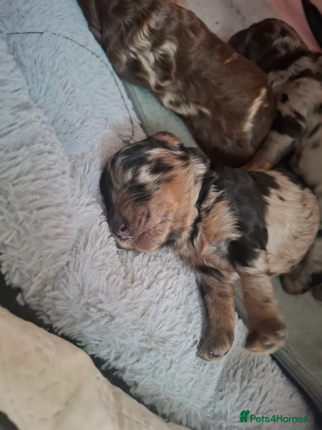 Cockapoo dogs for sale: Toy cockapoo pups - Advert 7