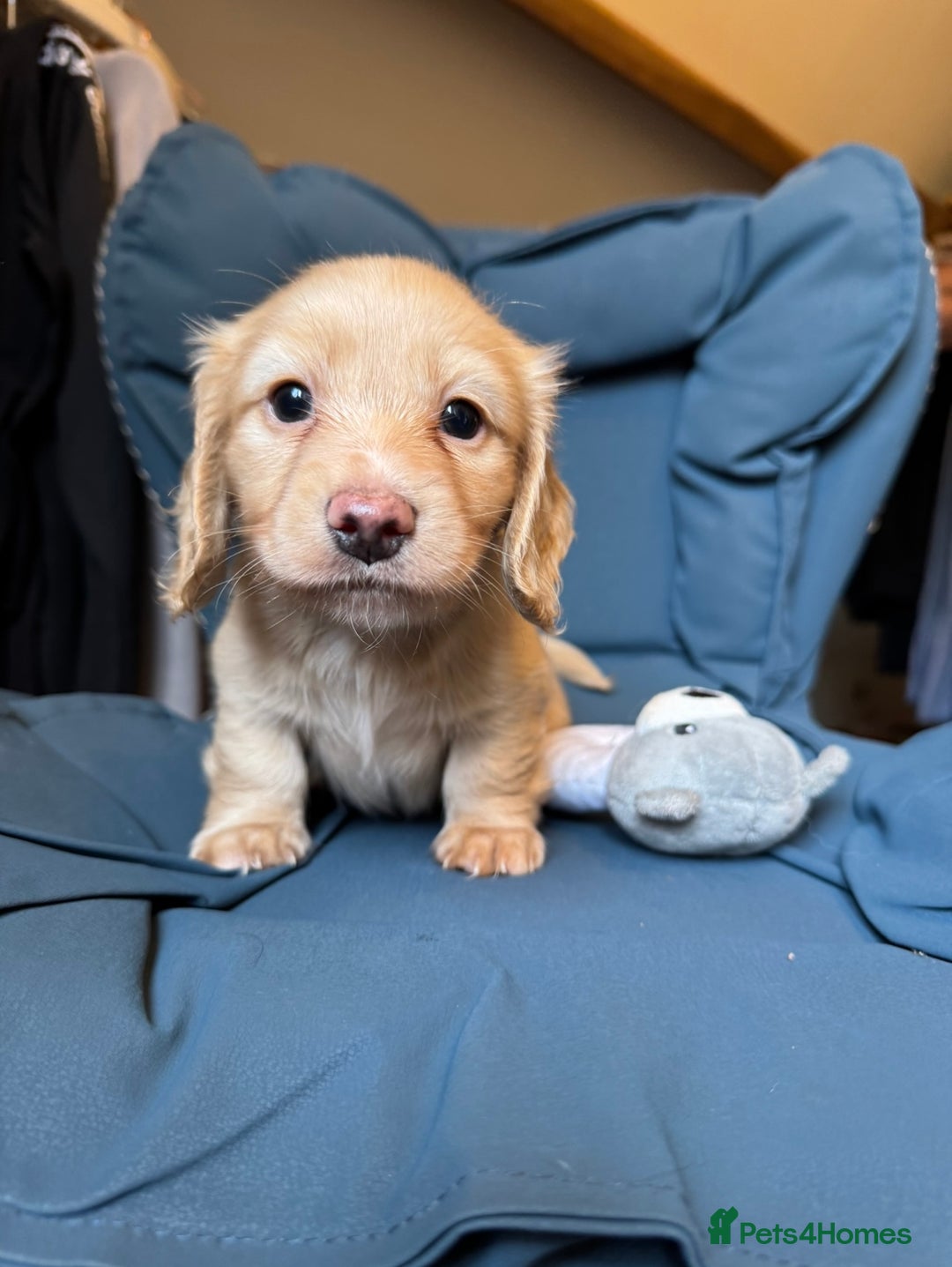 Dachshund dogs for sale: Kc.reg miniature dachshund puppies  - Image 3