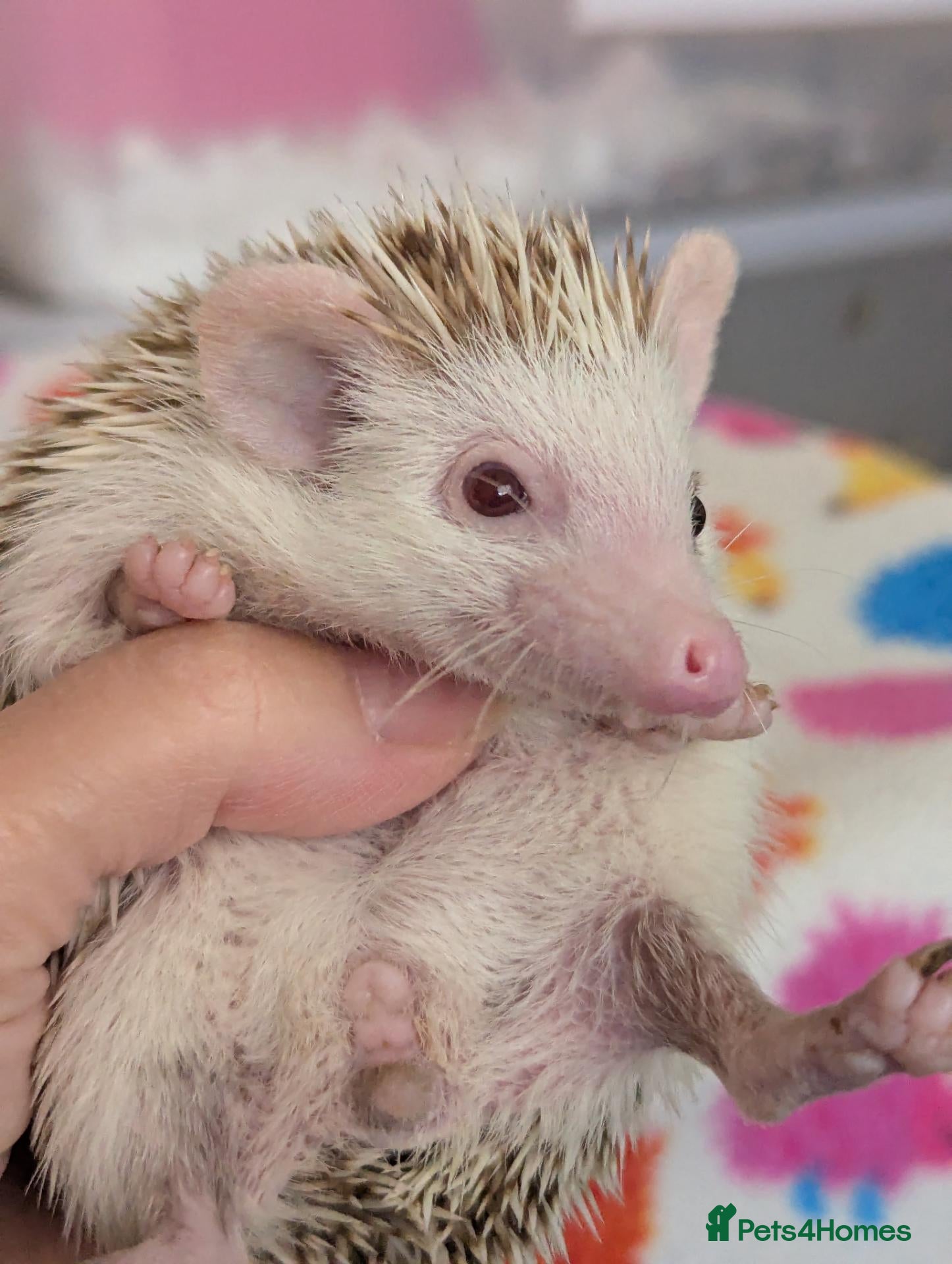 Pygmy Hedgehog rodents Stunning Hoglets 8 weeks old/Ready Now - Advert 1