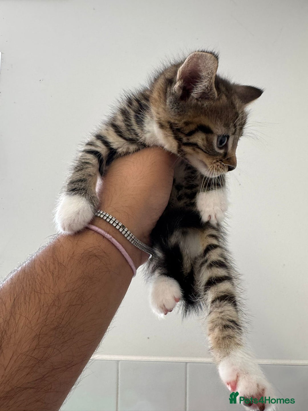 Mixed Breed cats for sale: European shorthair crossed with a tabby - Image 7