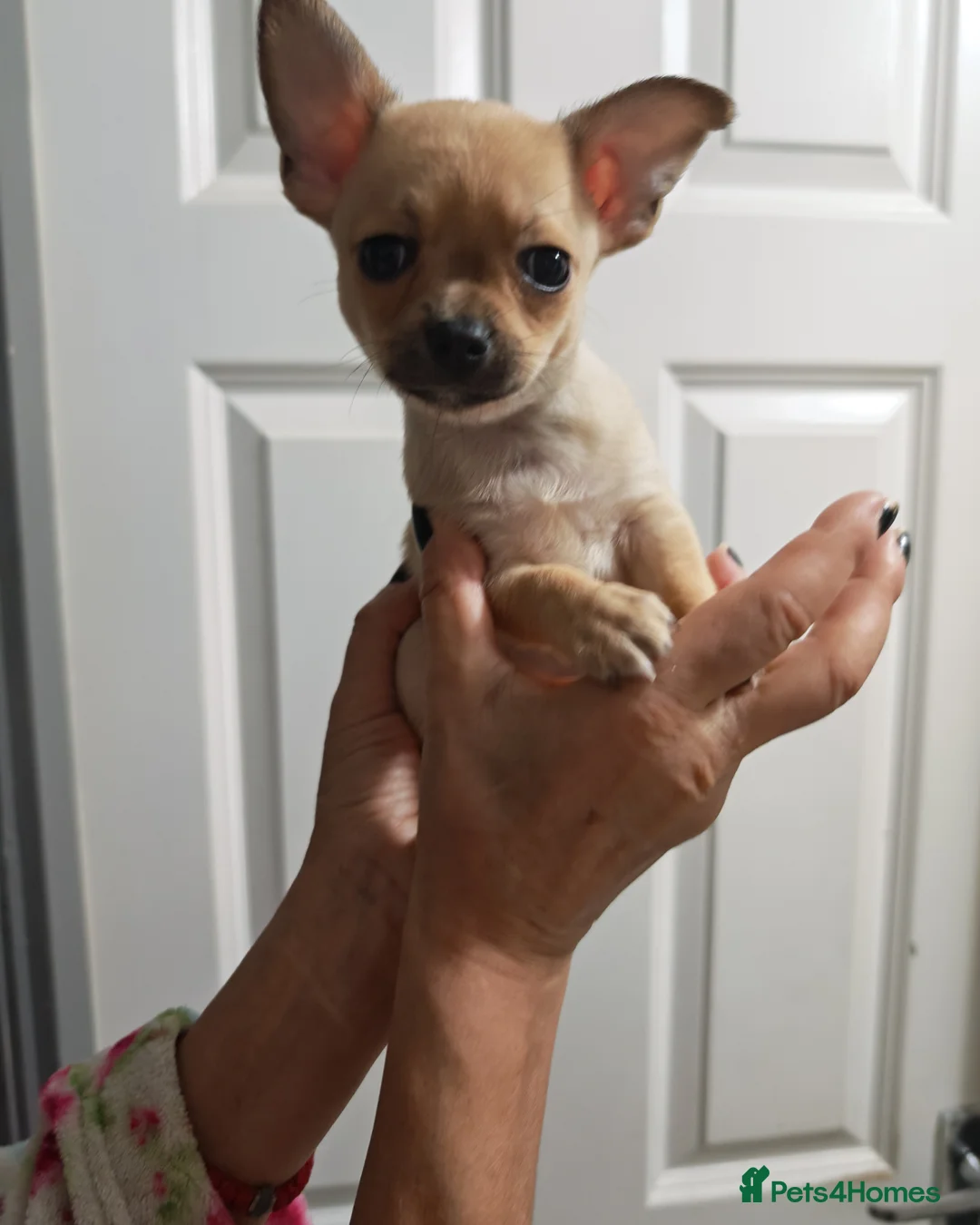 Chihuahua dogs for sale: Chihuahua puppys - Advert 28