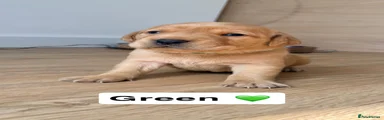 Labrador Retriever 2