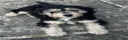 Mixed Breed dogs for sale: Rare Absolutely Stunning Phantom Cavapoo - Advert 14