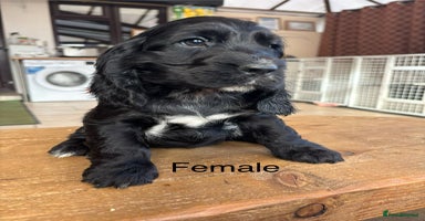 Cocker Spaniel dogs Beautiful show cocker spaniel babies - Advert 2