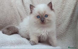 Ragdoll cats for sale: GCCF PET/ACTIVE KITTENS CHAMPION IMP BLOODLINES - Image 33