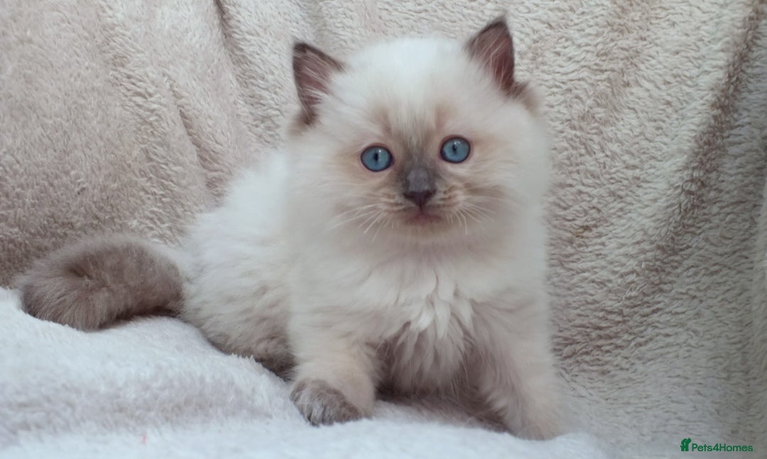 Ragdoll cats for sale: GCCF PET/ACTIVE KITTENS CHAMPION IMP BLOODLINES - Image 33