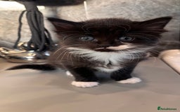 Ragdoll cats for sale: RagDoll/Tabby kittens  - Image 10