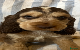 Cocker Spaniel dogs for sale: ADORABLE KC REG SHOW TYPE COCKER SPANIEL PUPPIES - Image 14