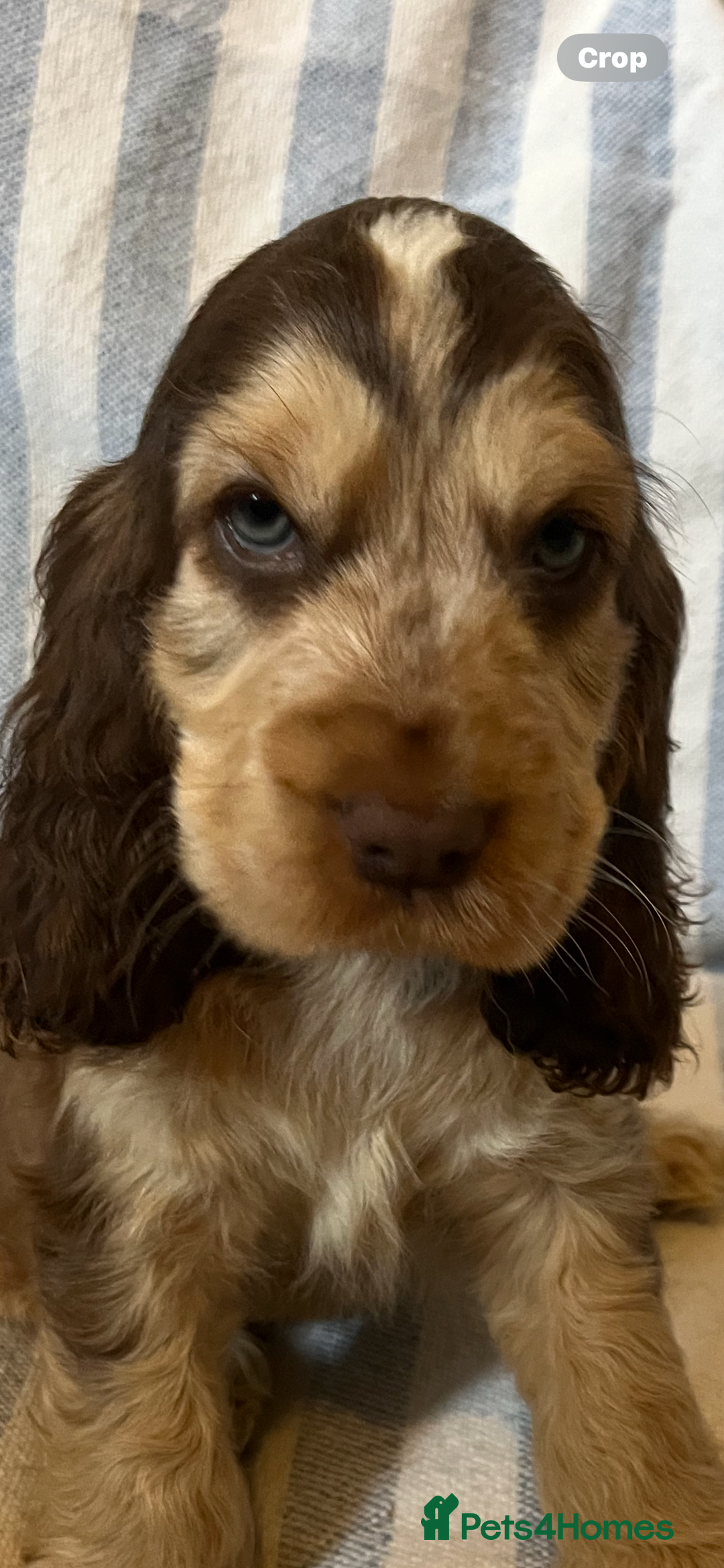 Cocker Spaniel dogs for sale: ADORABLE KC REG SHOW TYPE COCKER SPANIEL PUPPIES - Image 14