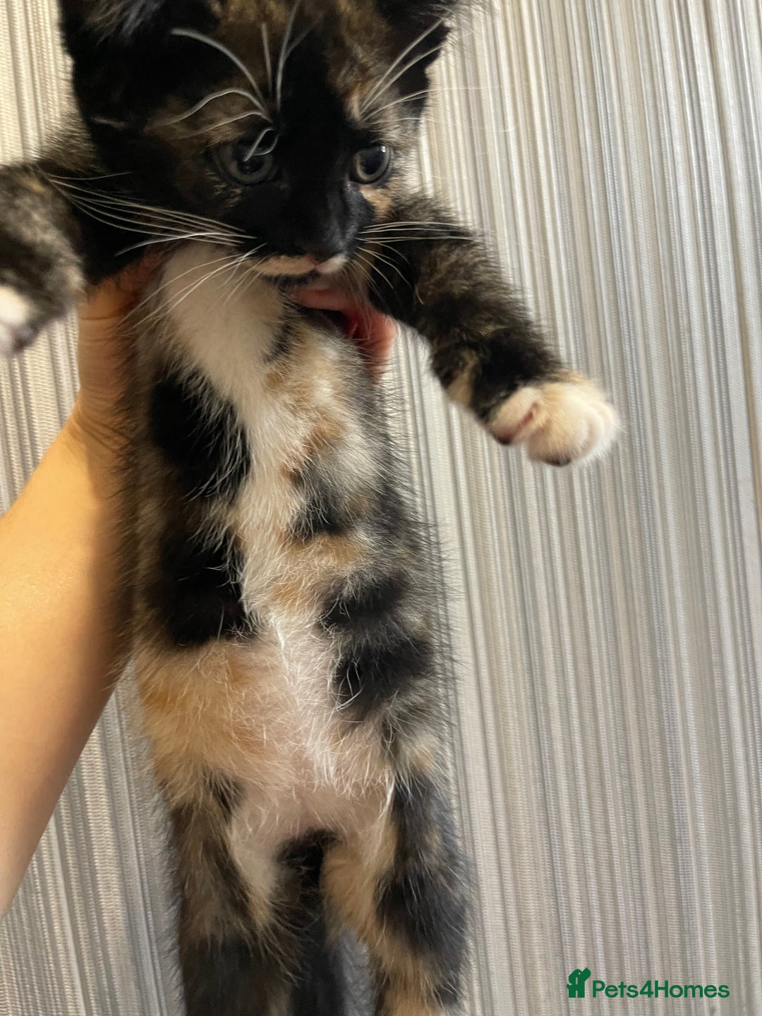 Mixed Breed cats for sale: 5 Kittens for sale  - Image 20