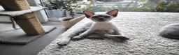 Devon Rex cats for sale: Devon Rex kittens pointed💙blue eyes💙 - Advert 17