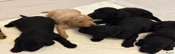 Cockapoo dogs for sale: Cockapoo Puppies in Oldbury - Advert 1