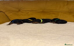 Welsh Terrier dogs for sale: Absolutely stunning top litter  - Image 7