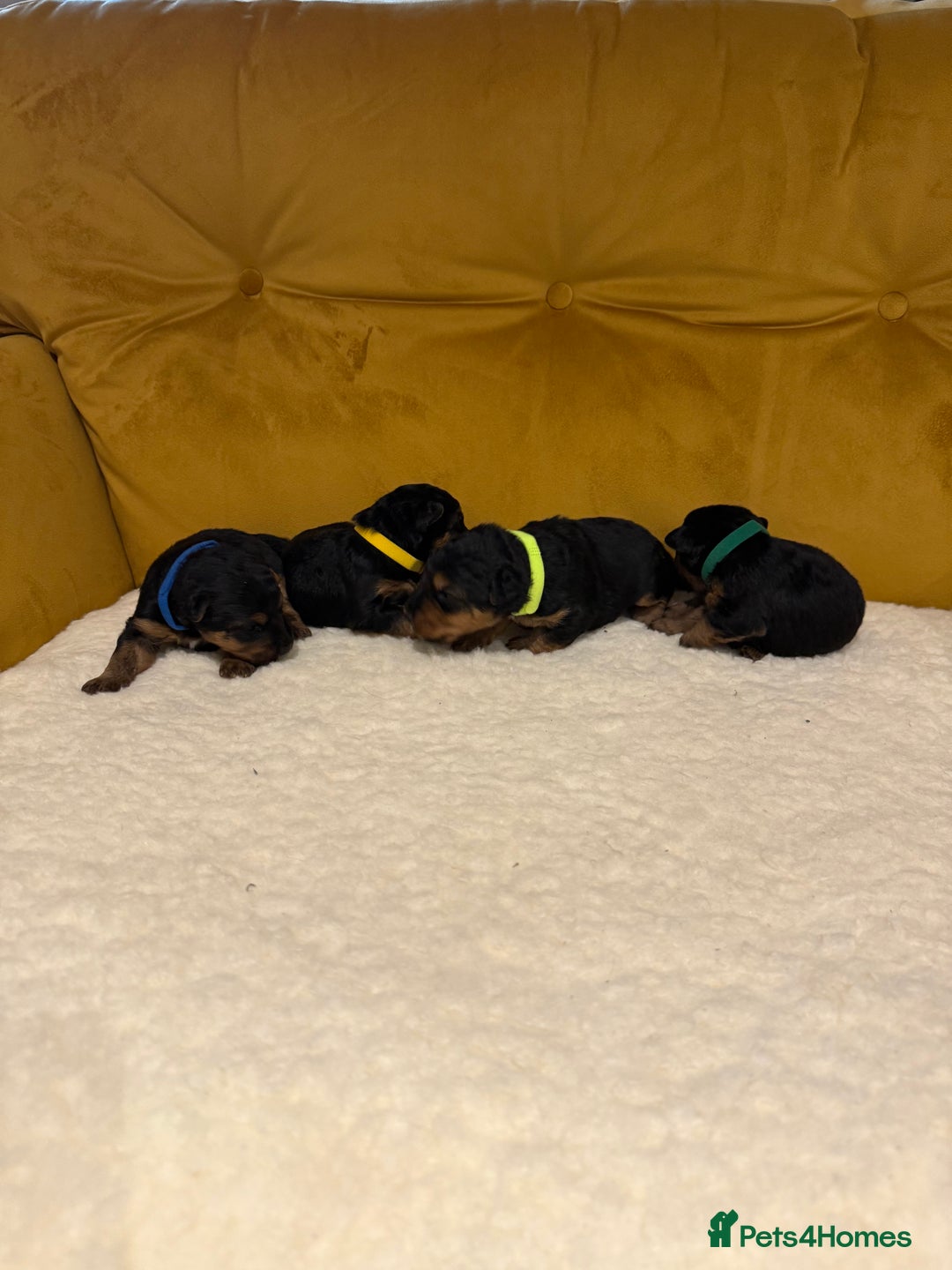 Welsh Terrier dogs for sale: Absolutely stunning top litter  - Image 7