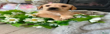 Goldador Puppy 2