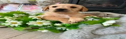 Goldador dogs for sale: Beautiful goldador pups - Advert 5