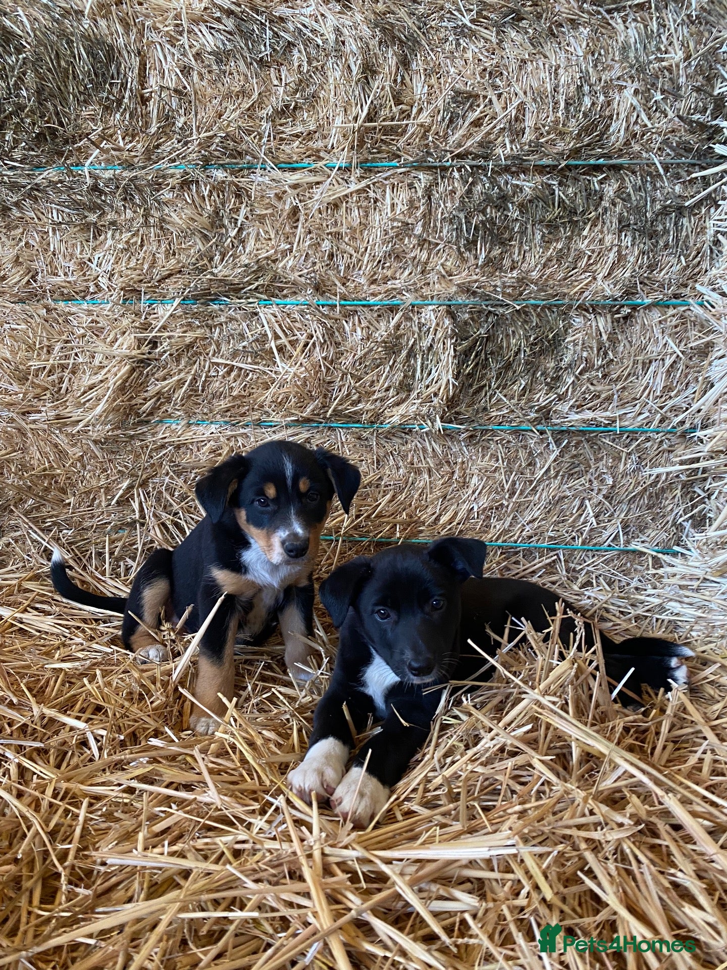 Mixed Breed dogs Border Collie X puppies  - Advert 2