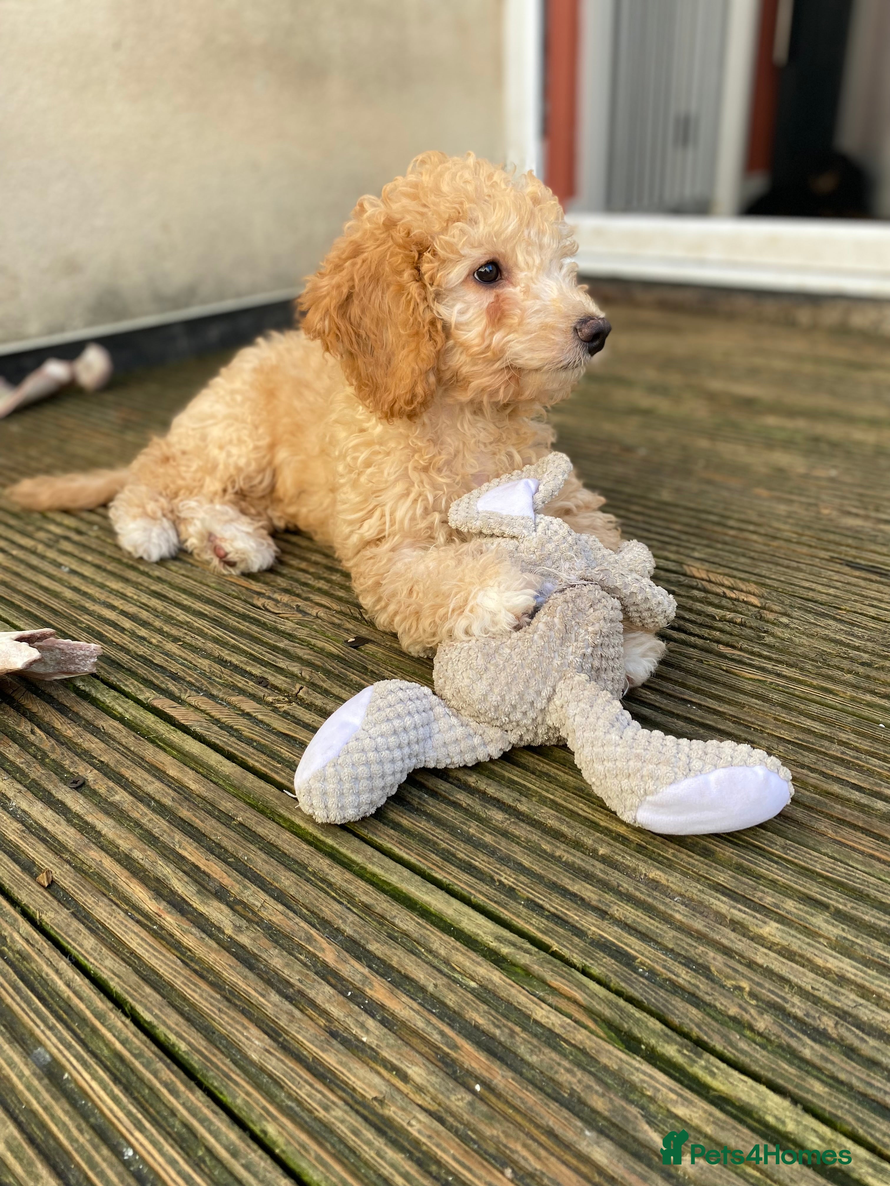 Cockapoo dogs  2 girls F1b READY TO GO NOW   - Advert 12