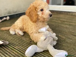 Cockapoo dogs 2 girls F1b READY TO GO NOW - Advert 11